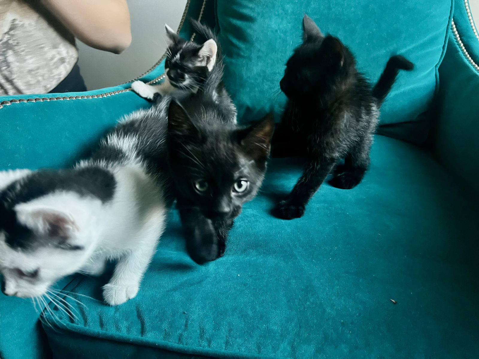 Tuxedo 8 week old Kittens