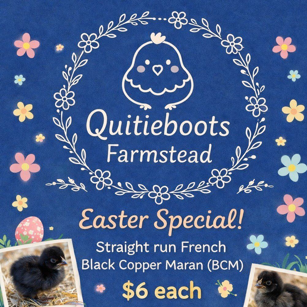 French Black Copper Maran Chicks