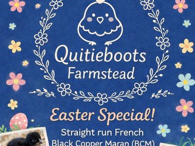 French Black Copper Maran Chicks