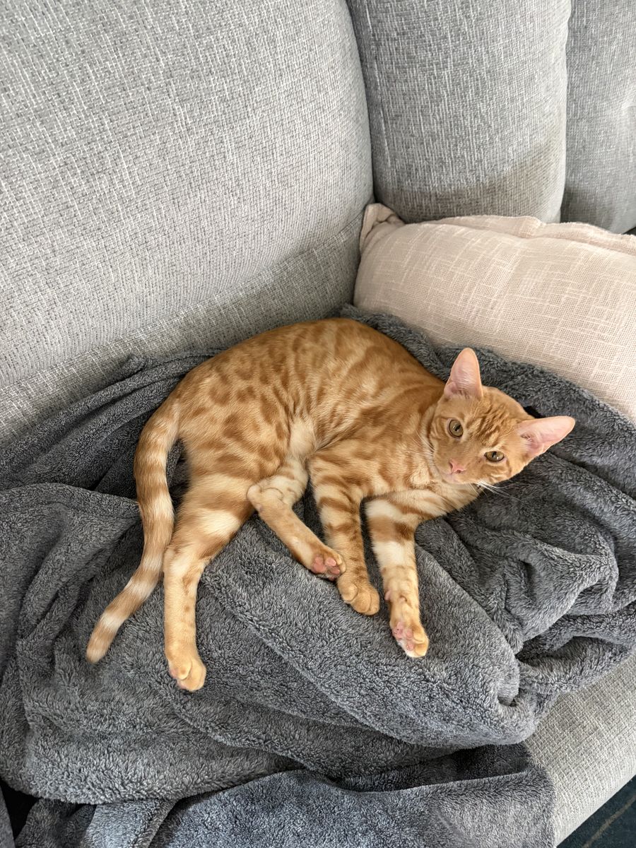 Male Bengal