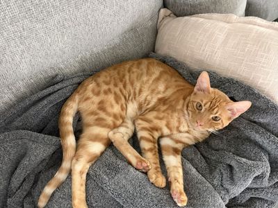 Male Bengal