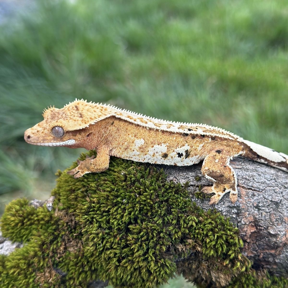 Yellow Pinstripe Possible Female