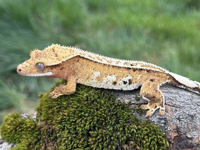 Yellow Pinstripe Possible Female