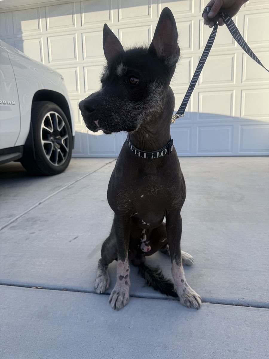 Re Homing 1Year Male & 1Year Female Xoloitzcuintli