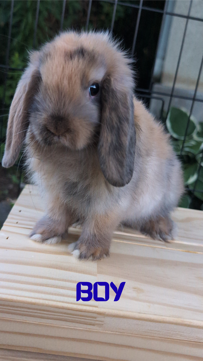 Adorable Holland Lop Baby Bunnies (Bucks and Does) – 8 Weeks Old – Ready Loving Homes