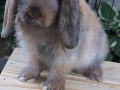 Adorable Holland Lop Baby Bunnies (Bucks and Does) – 8 Weeks Old – Ready Loving Homes