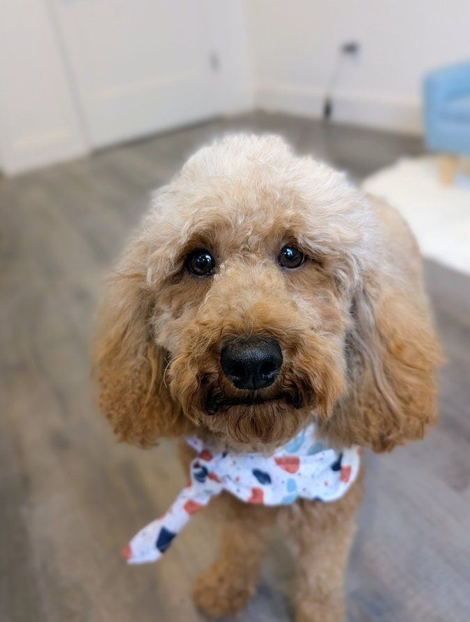 Sweet & Gentle AKC Moyen Poodle Female, 2 yrs old, Intact