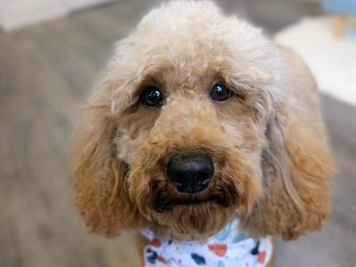Sweet & Gentle AKC Moyen Poodle Female, 2 yrs old, Intact