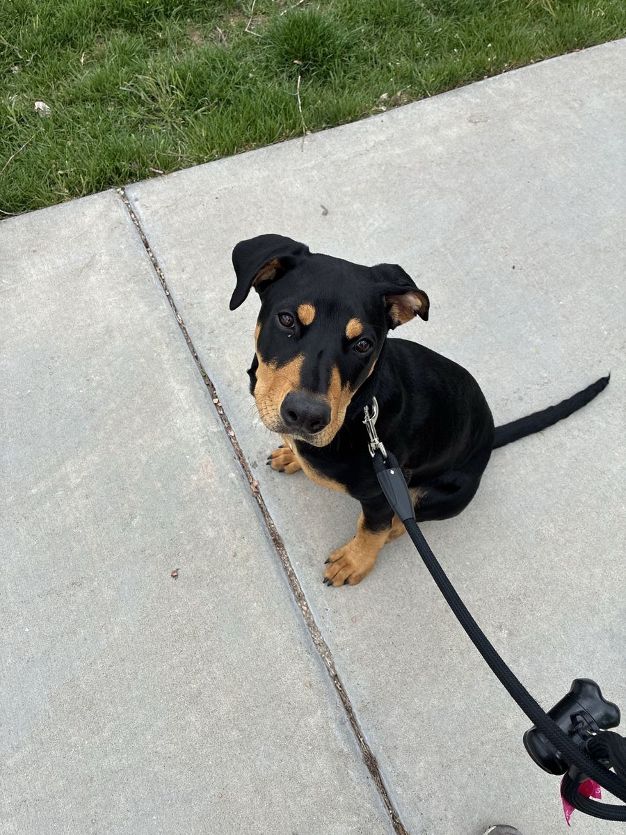 Doberman mix 6 months pup