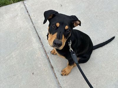 Doberman mix 6 months pup