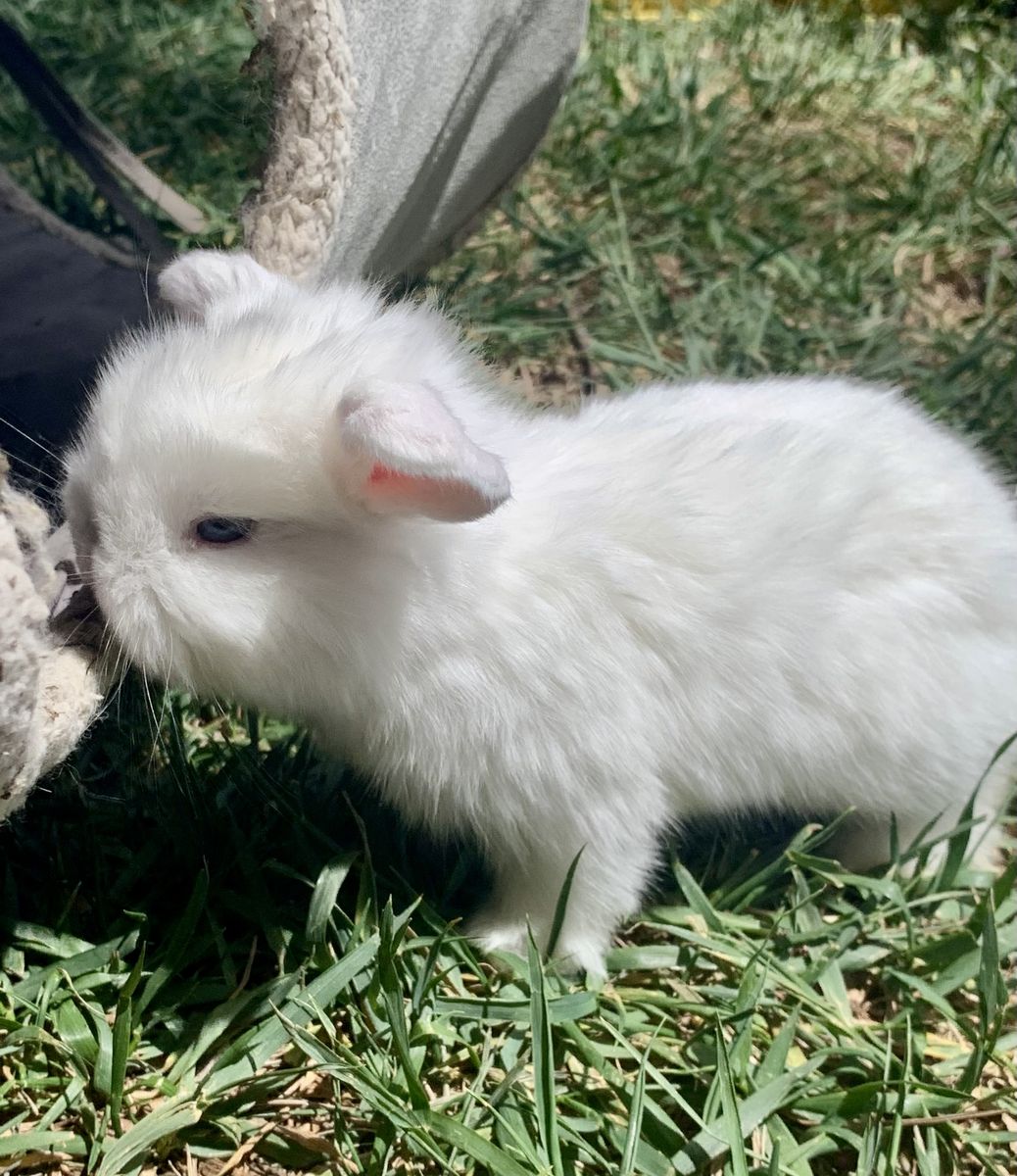 Darling Holland Lop Baby Bunnies Ready To Reserve