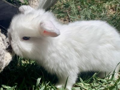 Darling Holland Lop Baby Bunnies Ready To Reserve