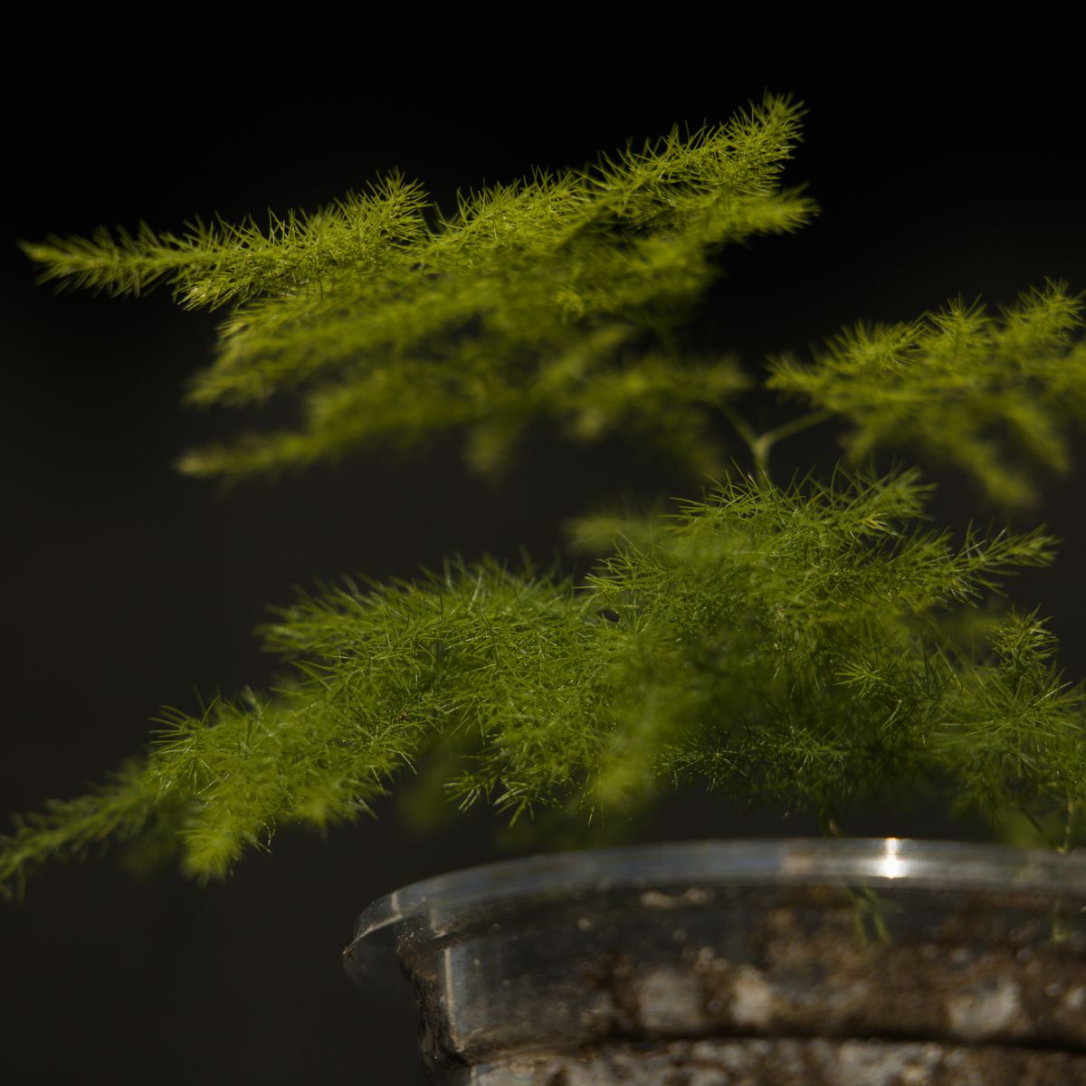 House Plant: Asparagus Fern