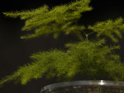 House Plant: Asparagus Fern