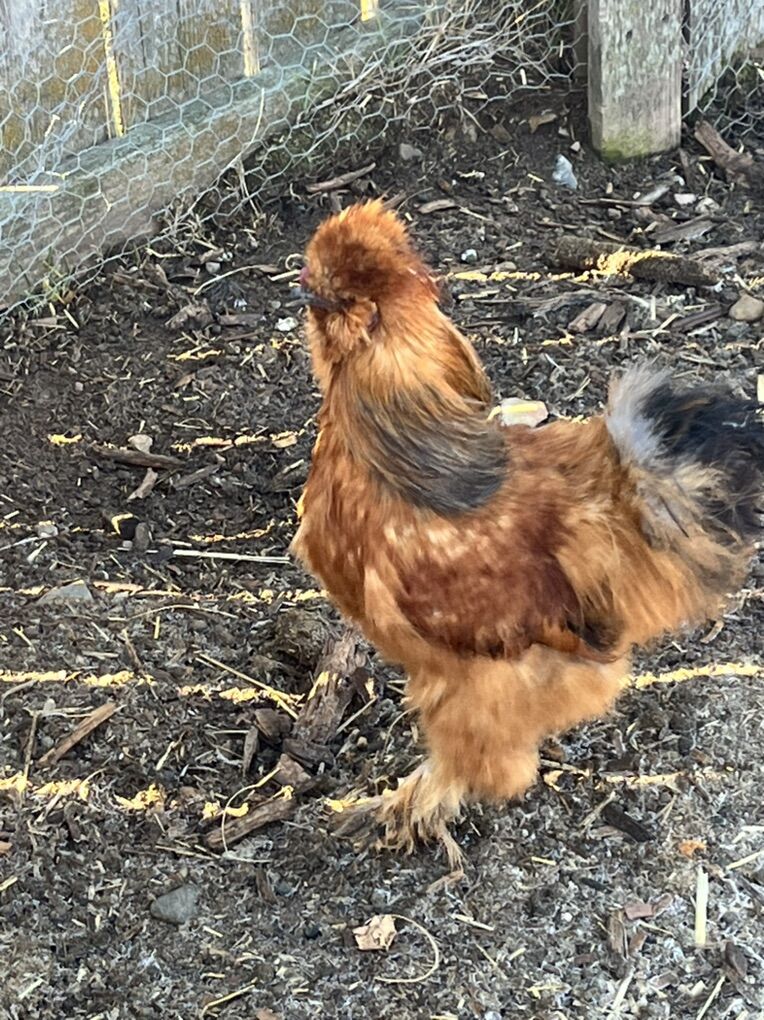 Silkie Roosters