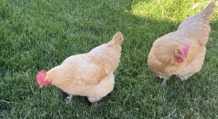 3 Hens-chickens