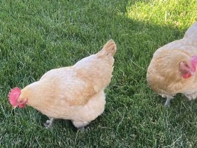 3 Hens-chickens