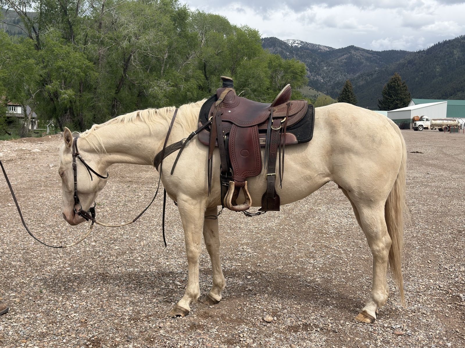 2021 APHA Broodmare Peptoboonsmal/Coolest