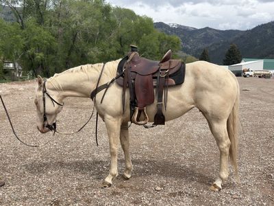 2021 APHA Broodmare Peptoboonsmal/Coolest