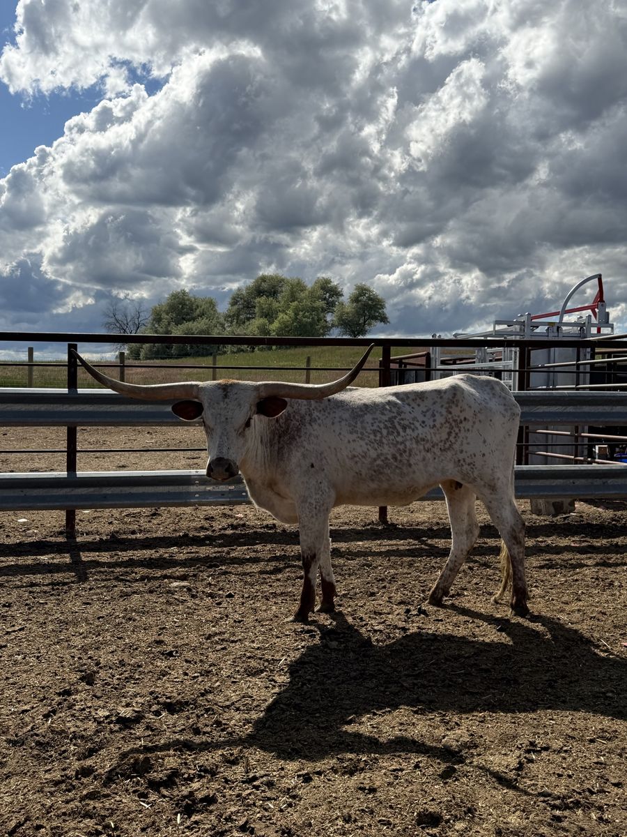 Young Longhorn Cow (Great Pasture Pet)
