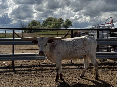 Young Longhorn Cow (Great Pasture Pet)