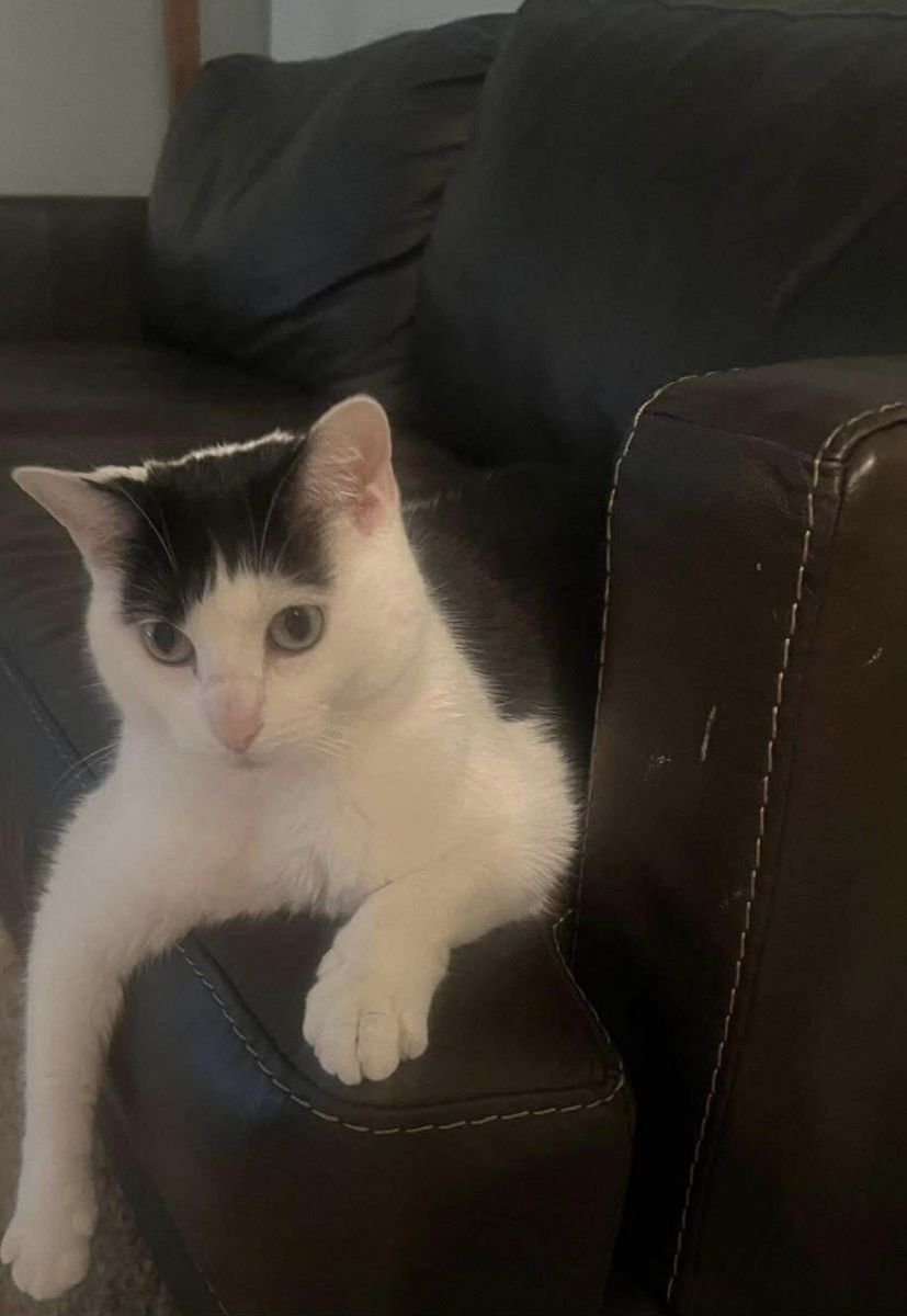 Missing cat