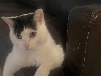 Missing cat