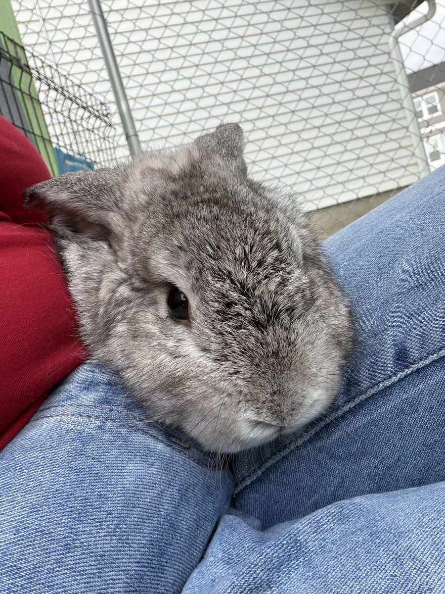 Male adult rabbit