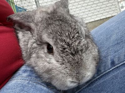 Male adult rabbit