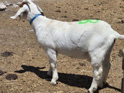 2 female goats