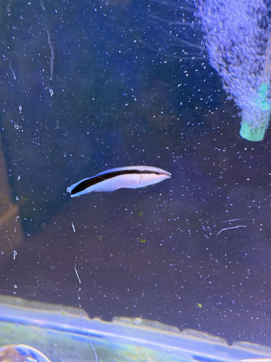 Cleaner Wrasse