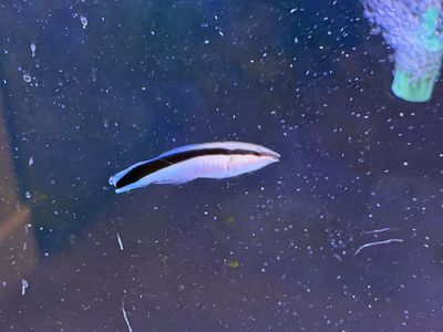 Cleaner Wrasse