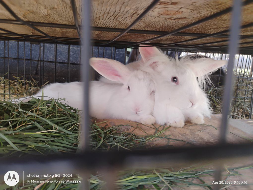 3 white bunnies