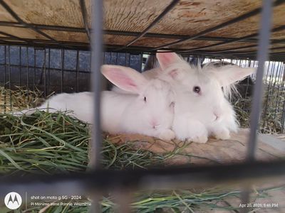 3 white bunnies