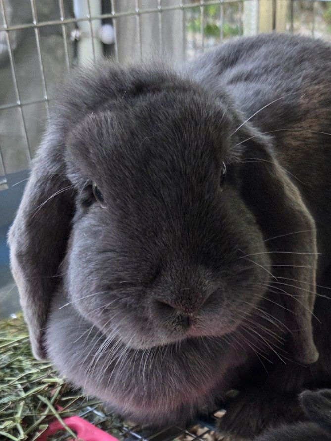 Blue Mini Lop Doe Bunny Rabbit