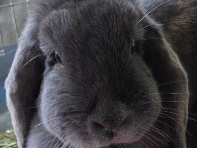 Blue Mini Lop Doe Bunny Rabbit