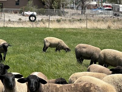 Suffolk buck and ewe lambs