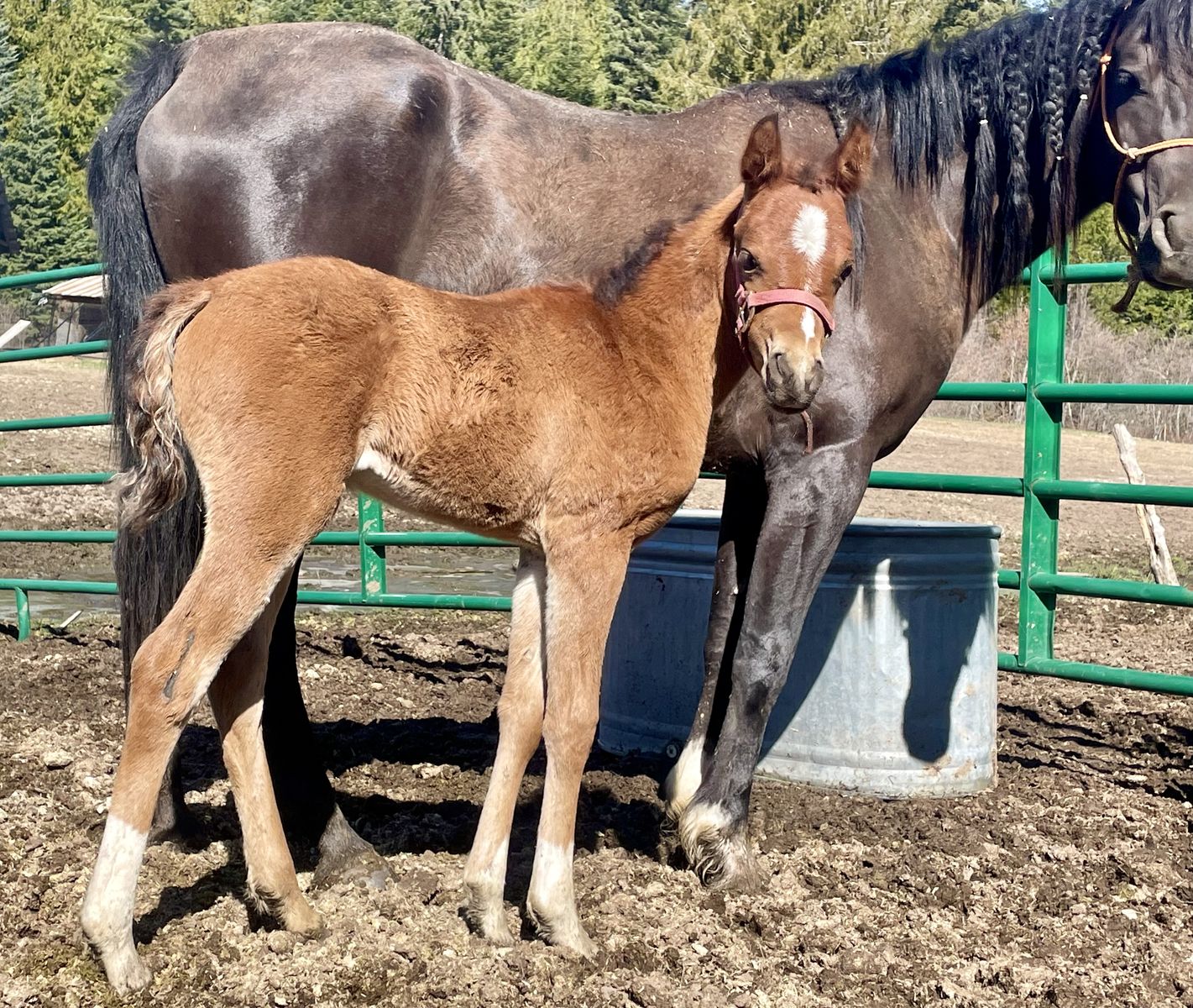 Arabian Filly! Payments Till Weaning!