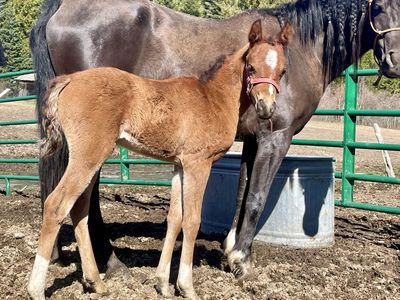 Arabian Filly! Payments Till Weaning!