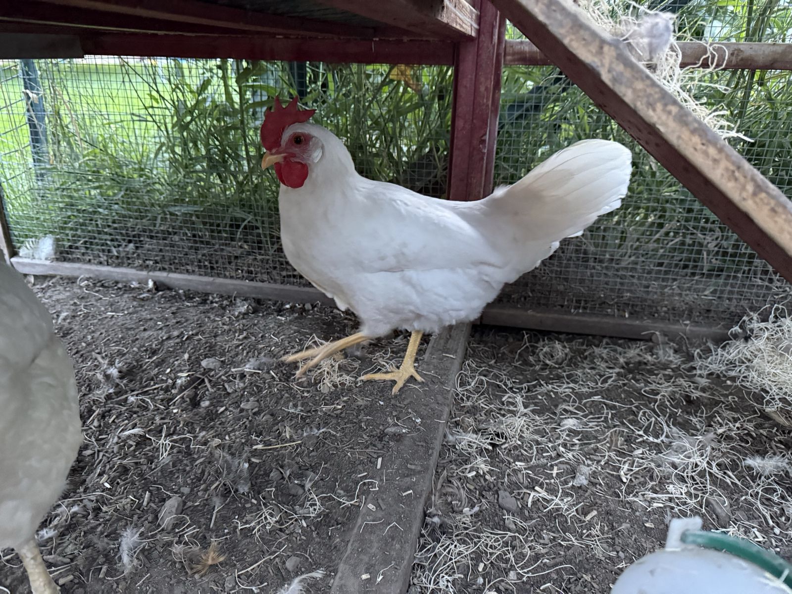 4 month old white leghorn 