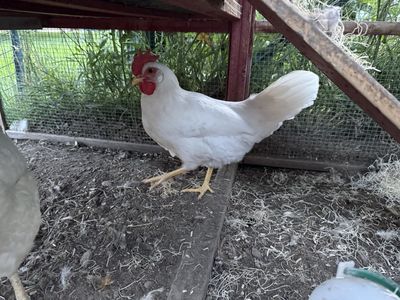 4 month old white leghorn