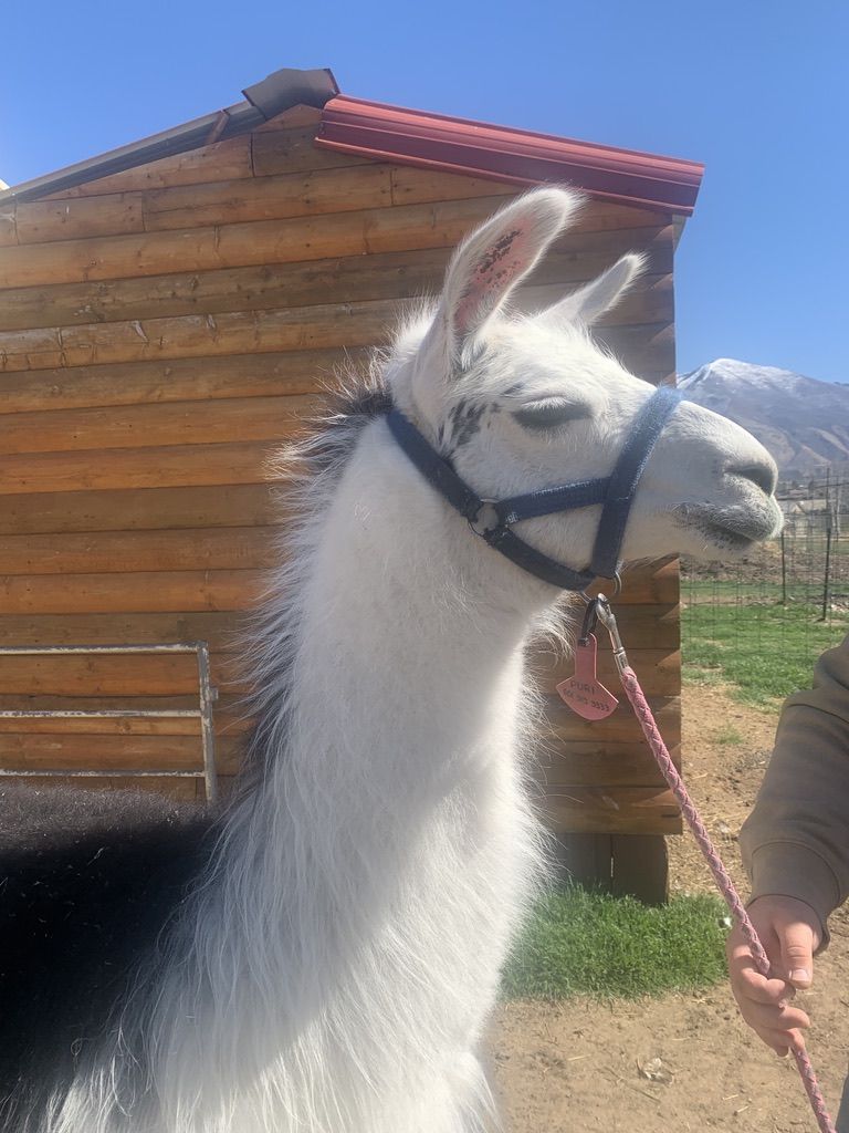 llamas
