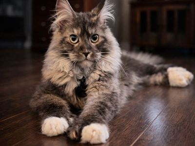 European Maine Coon Stud Service Mainecoon