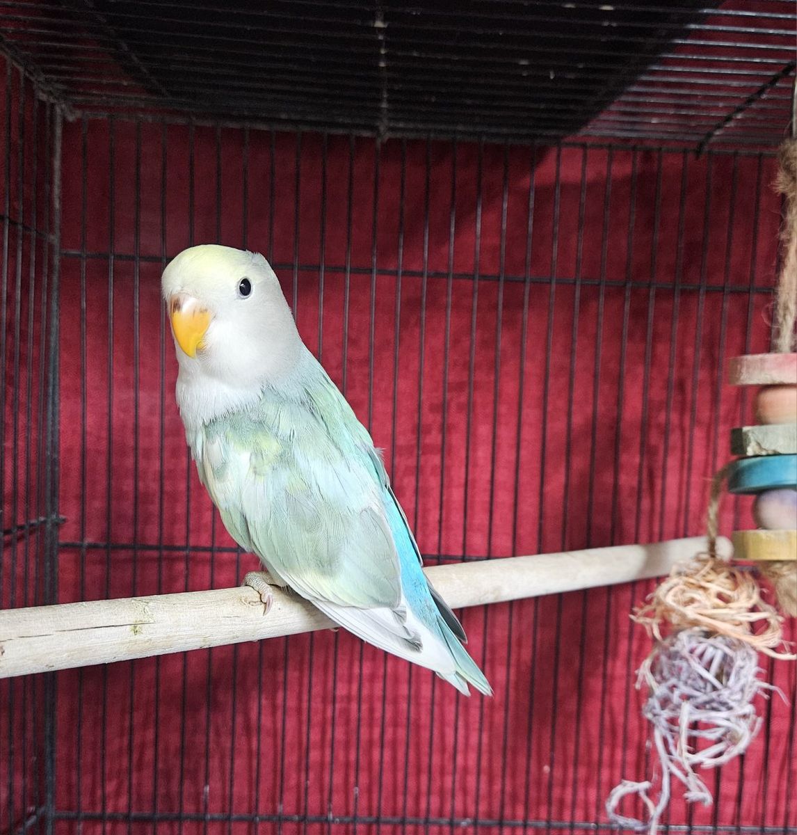 Last Baby Lovebird