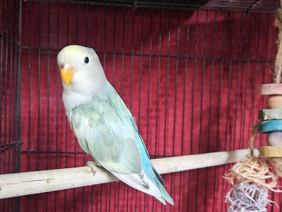 Last Baby Lovebird