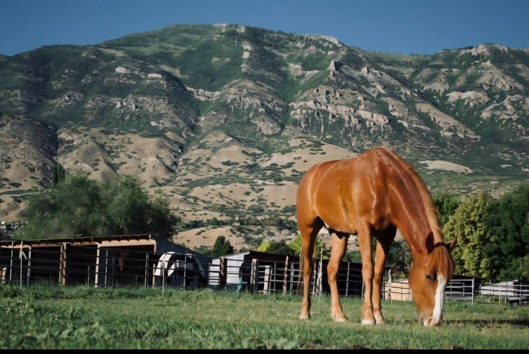 5 y/o BLM Mustang - Needs Non Riding Home