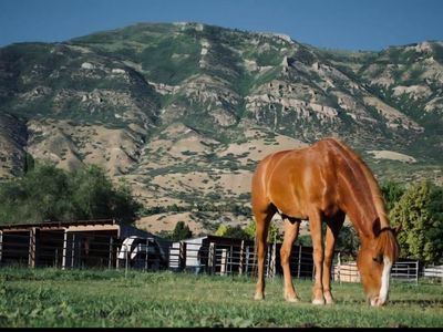 5 y/o BLM Mustang - Needs Non Riding Home