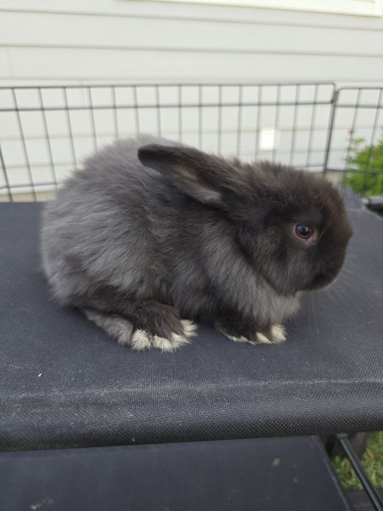 Beautiful Baby Holland Lop Bunnies