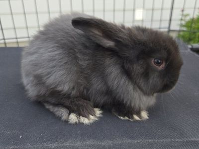 Beautiful Baby Holland Lop Bunnies