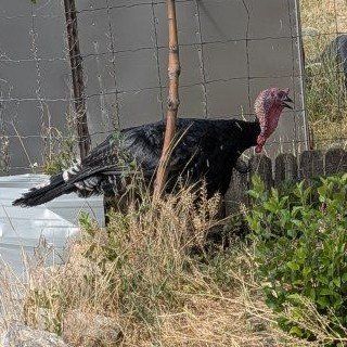 Young turkey